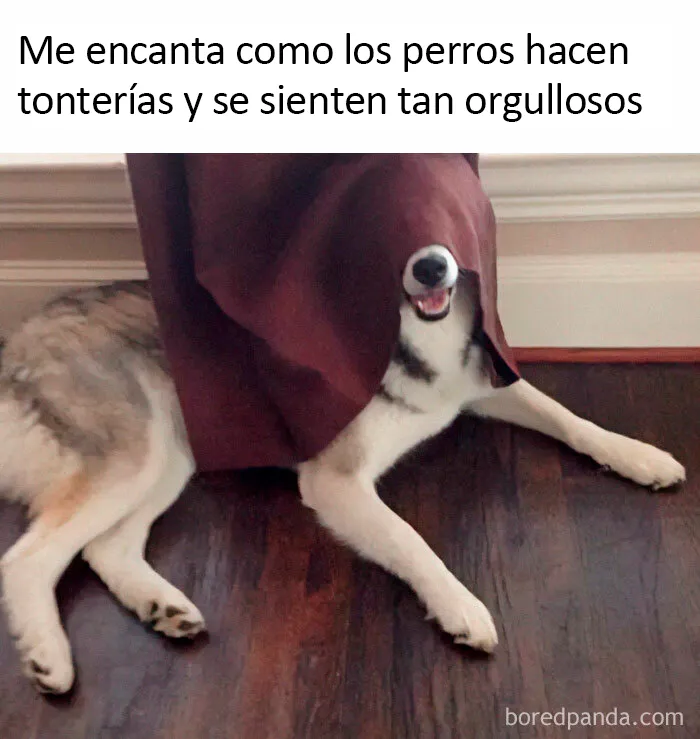 20 Divertidos memes sobre perros con los que todo dueño se identificará
