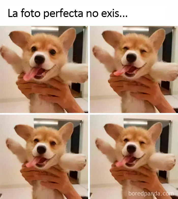 20 Divertidos memes sobre perros con los que todo dueño se identificará