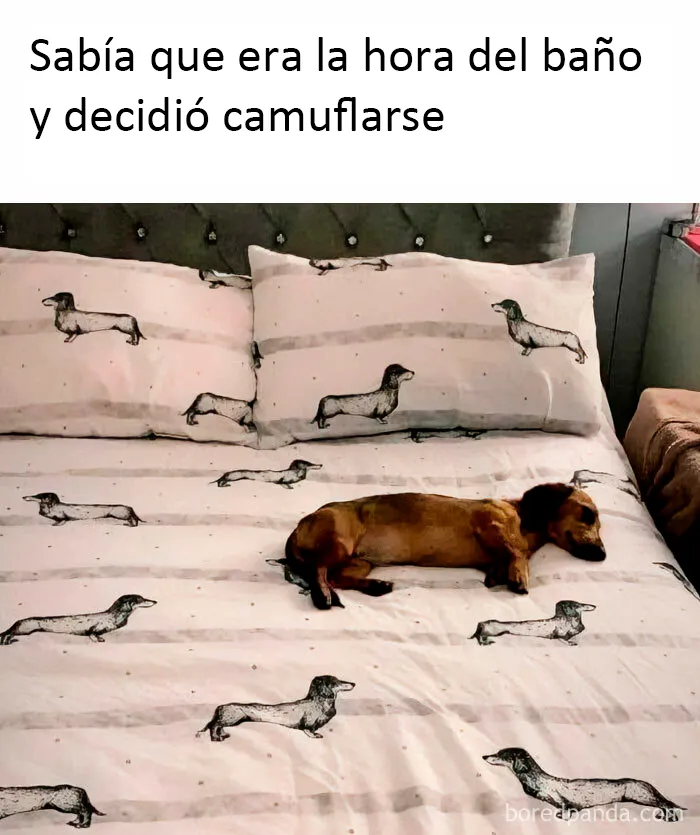 20 Divertidos memes sobre perros con los que todo dueño se identificará