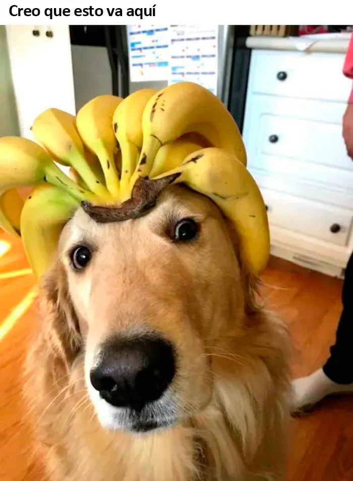 Bendito perro banana