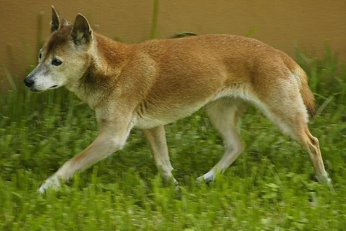 Perro Cantor De Nueva Guinea