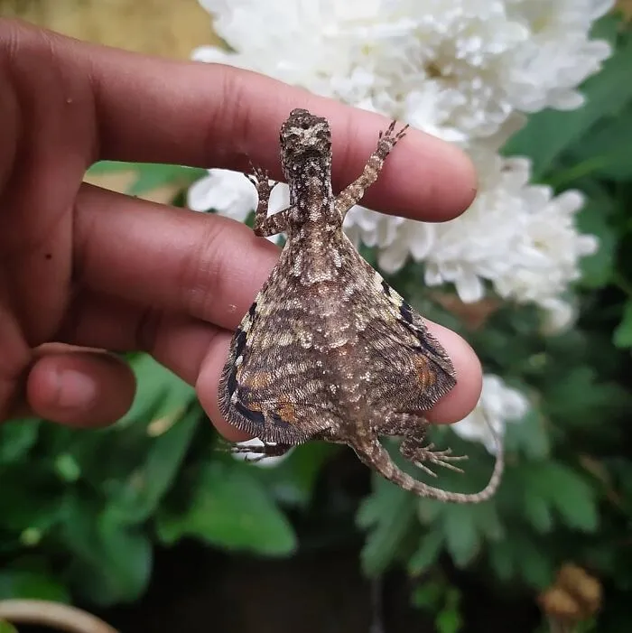 Los dragones voladores existen, y aquí puedes aprender más sobre ellos