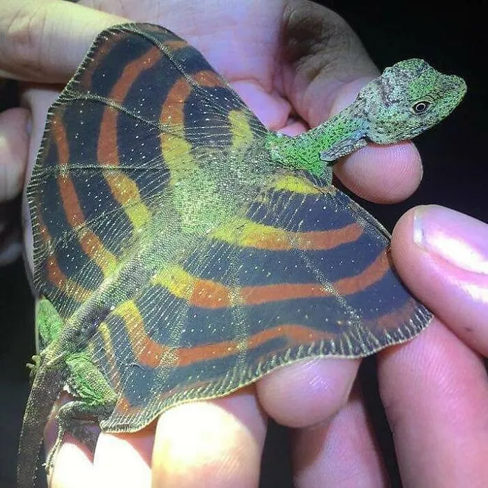 Los dragones voladores existen, y aquí puedes aprender más sobre ellos