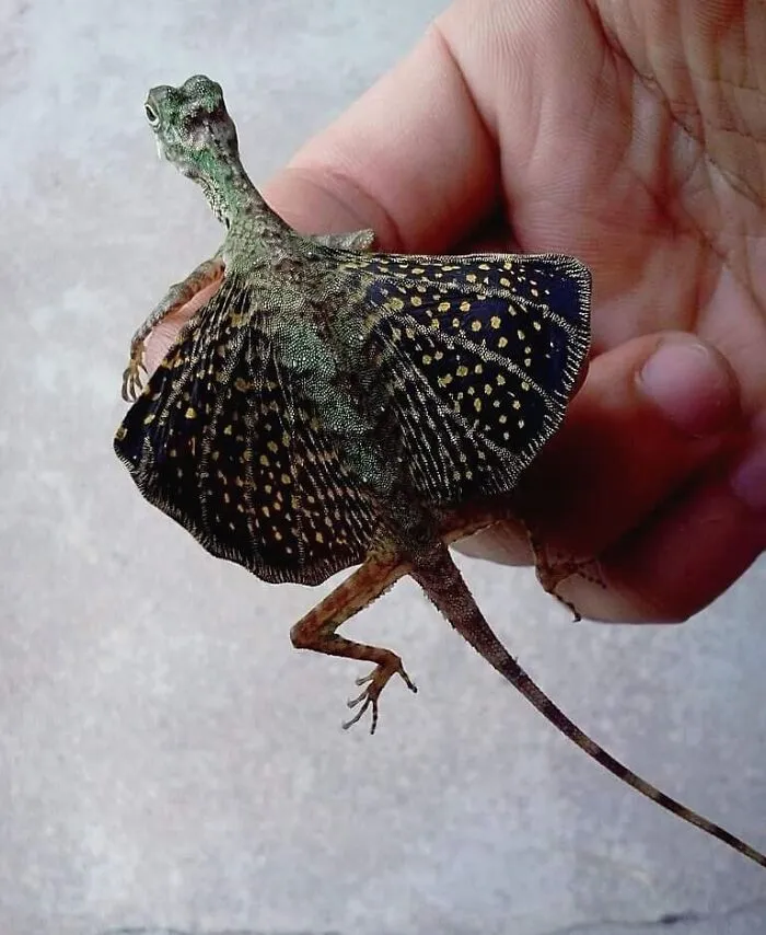 Los dragones voladores existen, y aquí puedes aprender más sobre ellos