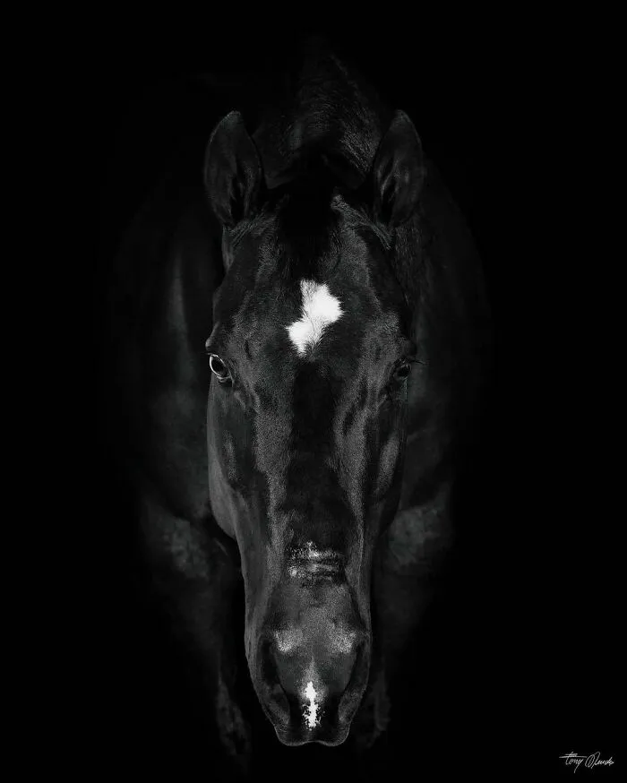 El hombre que susurraba a los caballos con su cámara de fotos: 30 impresionantes retratos equinos