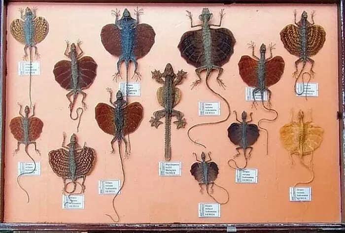 Los dragones voladores existen, y aquí puedes aprender más sobre ellos