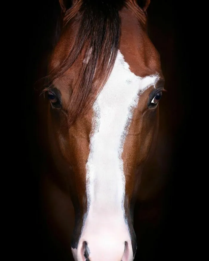 El hombre que susurraba a los caballos con su cámara de fotos: 30 impresionantes retratos equinos