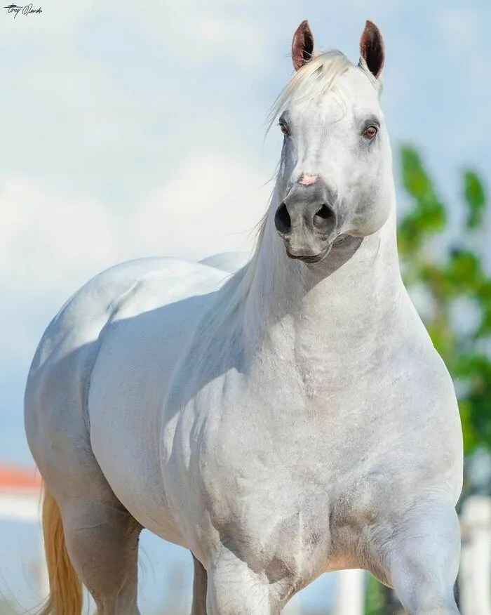 El hombre que susurraba a los caballos con su cámara de fotos: 30 impresionantes retratos equinos