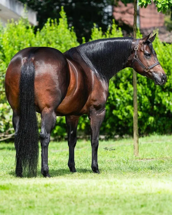 El hombre que susurraba a los caballos con su cámara de fotos: 30 impresionantes retratos equinos
