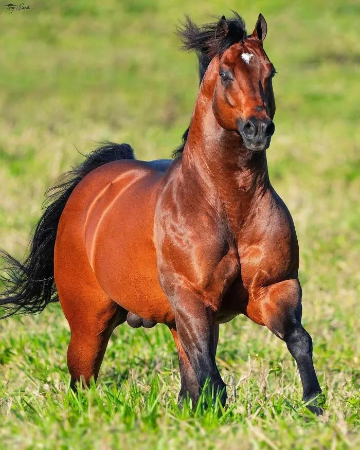 El hombre que susurraba a los caballos con su cámara de fotos: 30 impresionantes retratos equinos