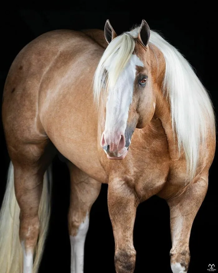El hombre que susurraba a los caballos con su cámara de fotos: 30 impresionantes retratos equinos