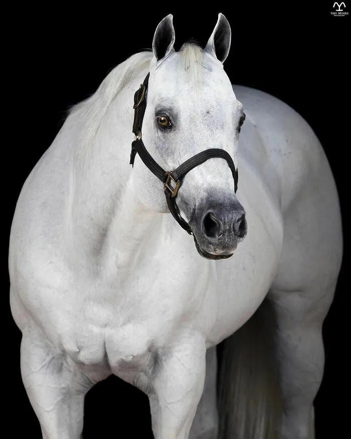 El hombre que susurraba a los caballos con su cámara de fotos: 30 impresionantes retratos equinos