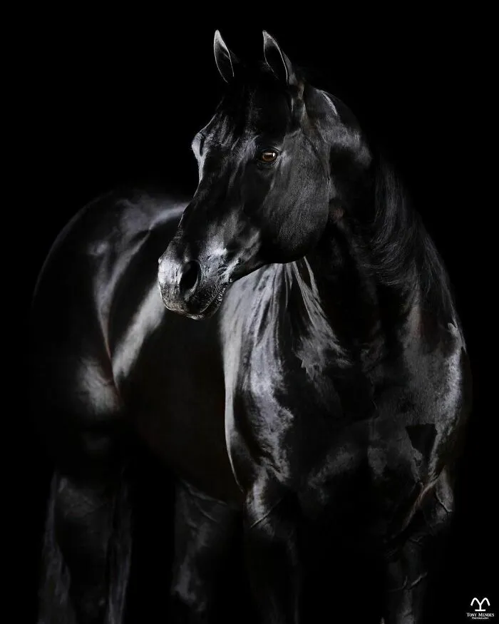 El hombre que susurraba a los caballos con su cámara de fotos: 30 impresionantes retratos equinos