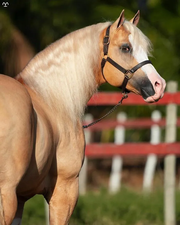 El hombre que susurraba a los caballos con su cámara de fotos: 30 impresionantes retratos equinos