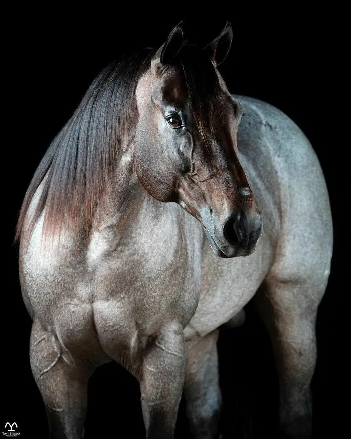 El hombre que susurraba a los caballos con su cámara de fotos: 30 impresionantes retratos equinos
