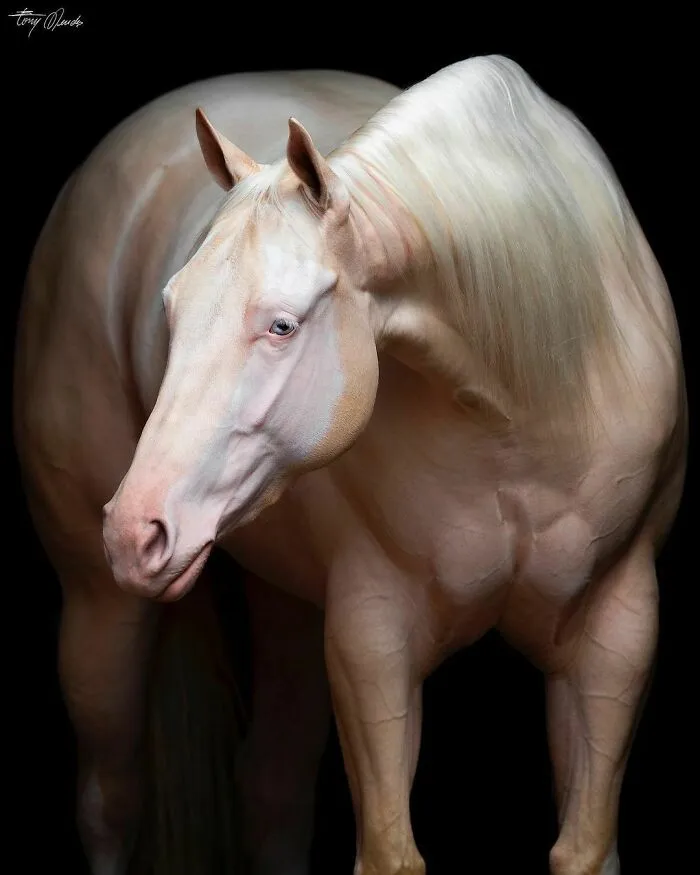 El hombre que susurraba a los caballos con su cámara de fotos: 30 impresionantes retratos equinos