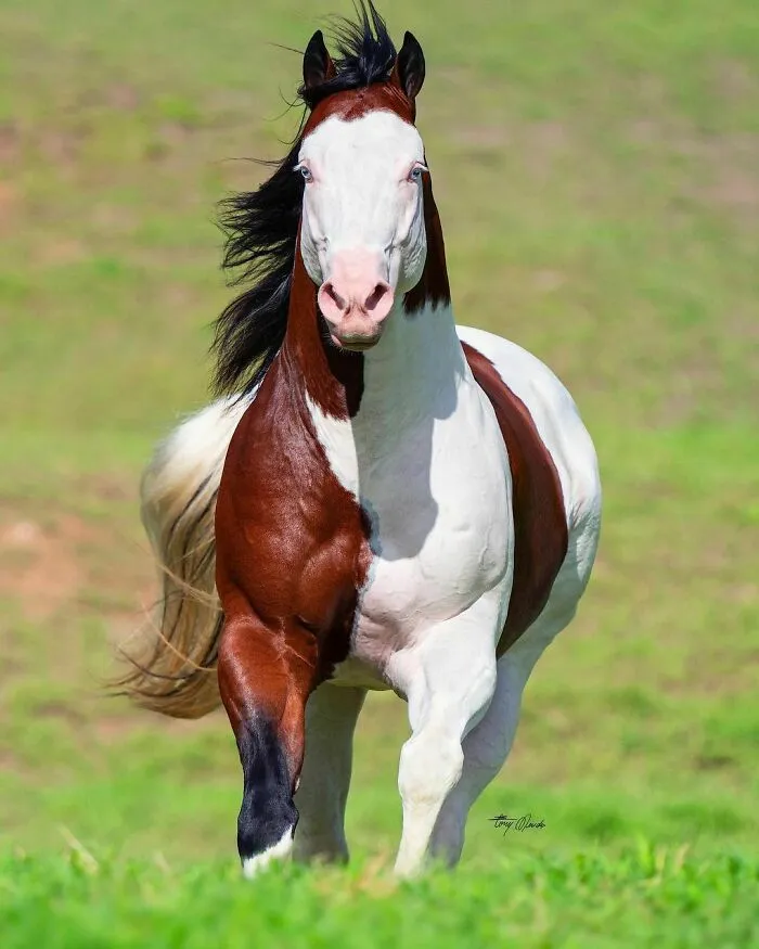 El hombre que susurraba a los caballos con su cámara de fotos: 30 impresionantes retratos equinos