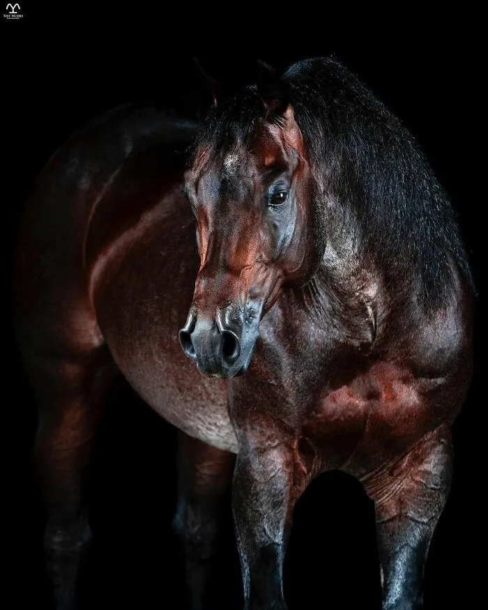 El hombre que susurraba a los caballos con su cámara de fotos: 30 impresionantes retratos equinos