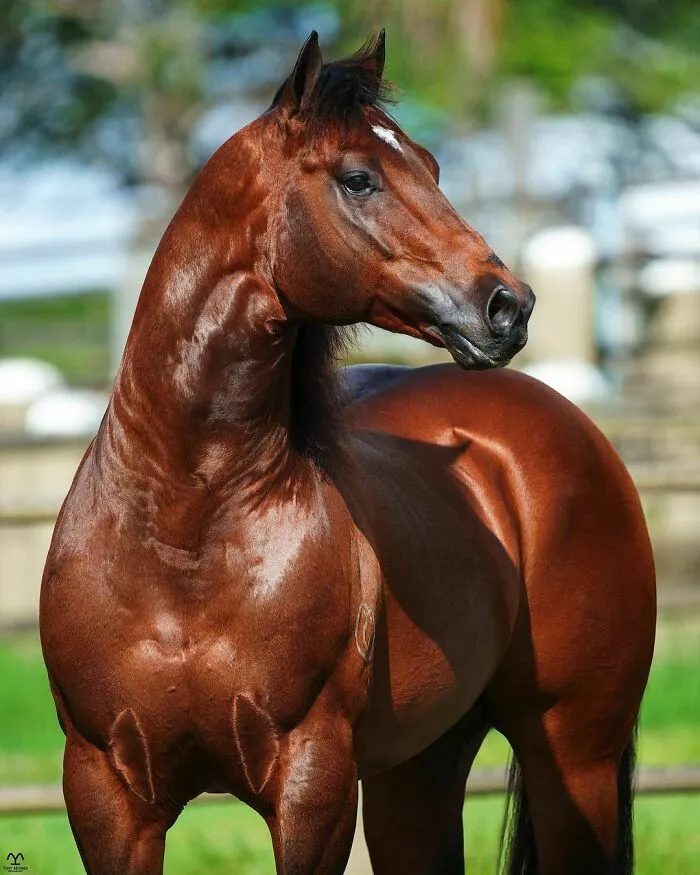 El hombre que susurraba a los caballos con su cámara de fotos: 30 impresionantes retratos equinos