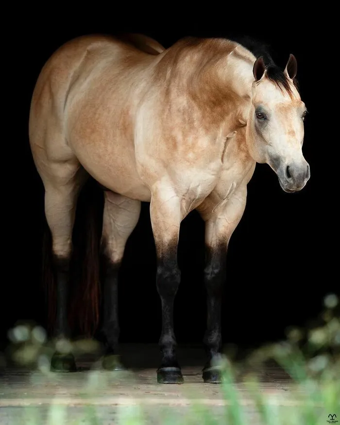 El hombre que susurraba a los caballos con su cámara de fotos: 30 impresionantes retratos equinos