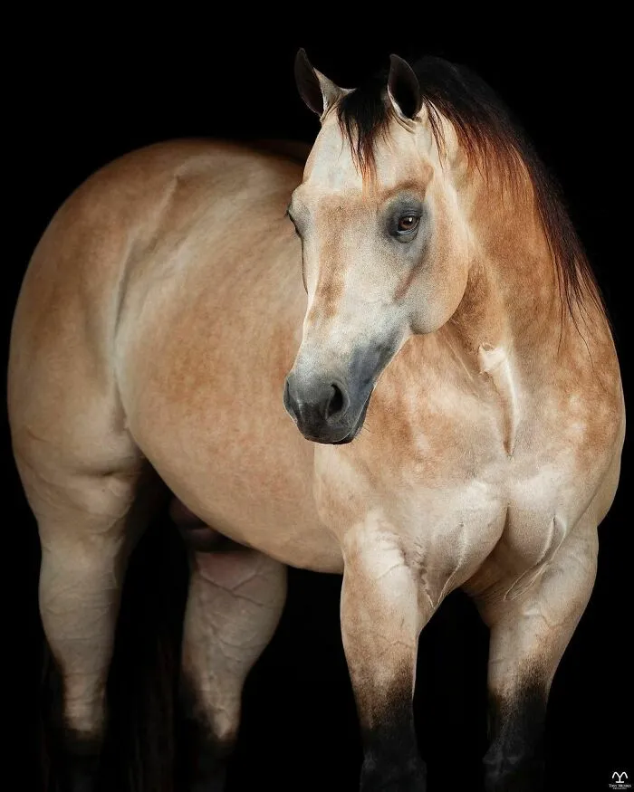 El hombre que susurraba a los caballos con su cámara de fotos: 30 impresionantes retratos equinos