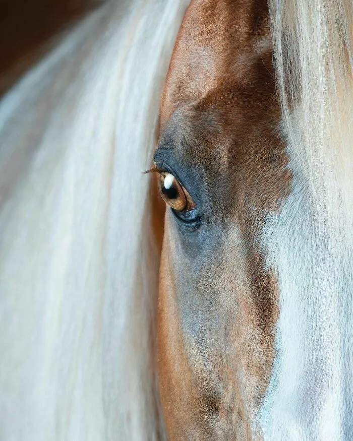 El hombre que susurraba a los caballos con su cámara de fotos: 30 impresionantes retratos equinos
