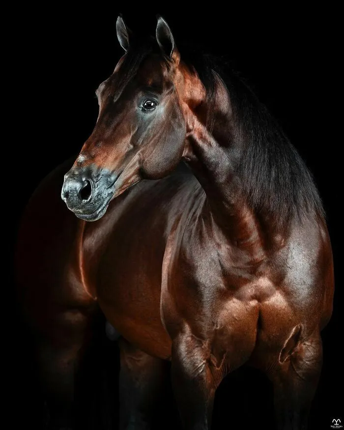 El hombre que susurraba a los caballos con su cámara de fotos: 30 impresionantes retratos equinos