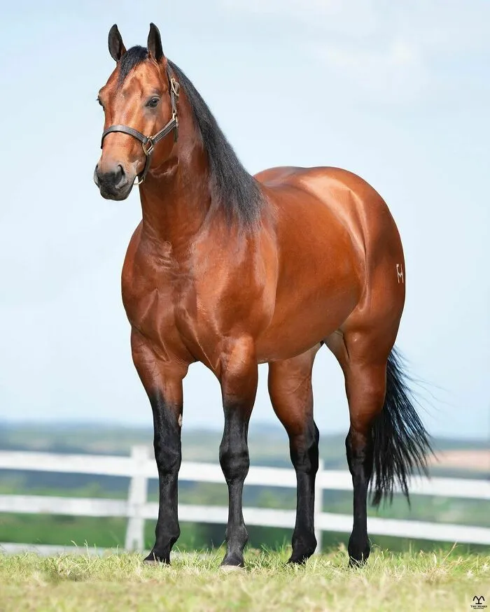 El hombre que susurraba a los caballos con su cámara de fotos: 30 impresionantes retratos equinos