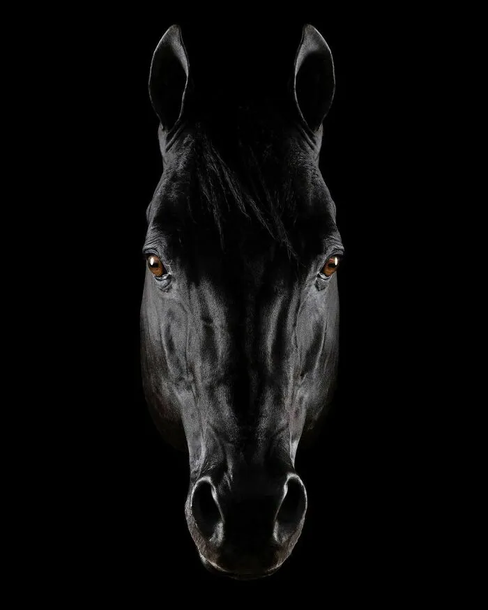 El hombre que susurraba a los caballos con su cámara de fotos: 30 impresionantes retratos equinos