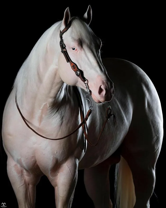 El hombre que susurraba a los caballos con su cámara de fotos: 30 impresionantes retratos equinos