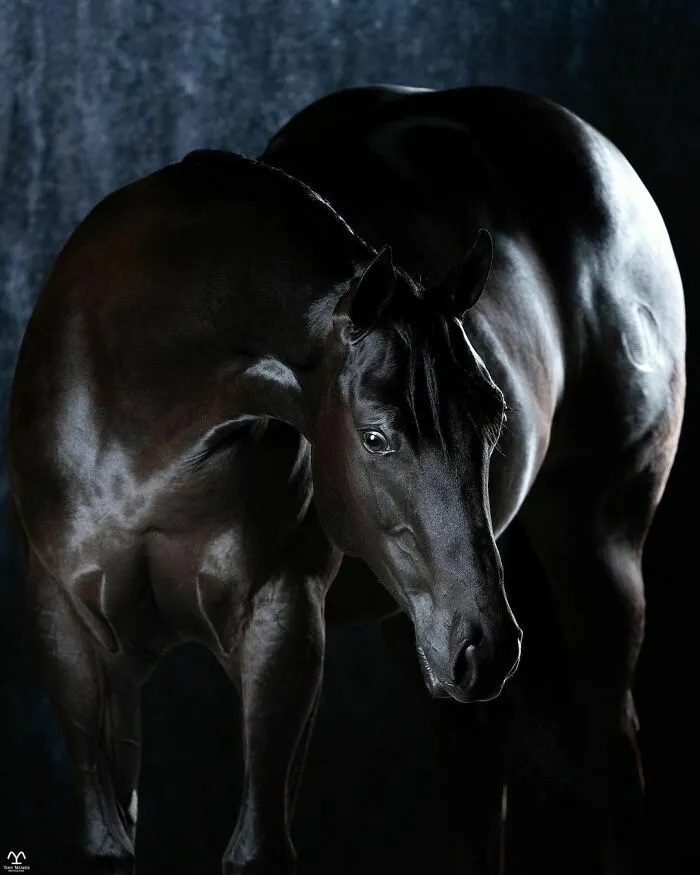 El hombre que susurraba a los caballos con su cámara de fotos: 30 impresionantes retratos equinos