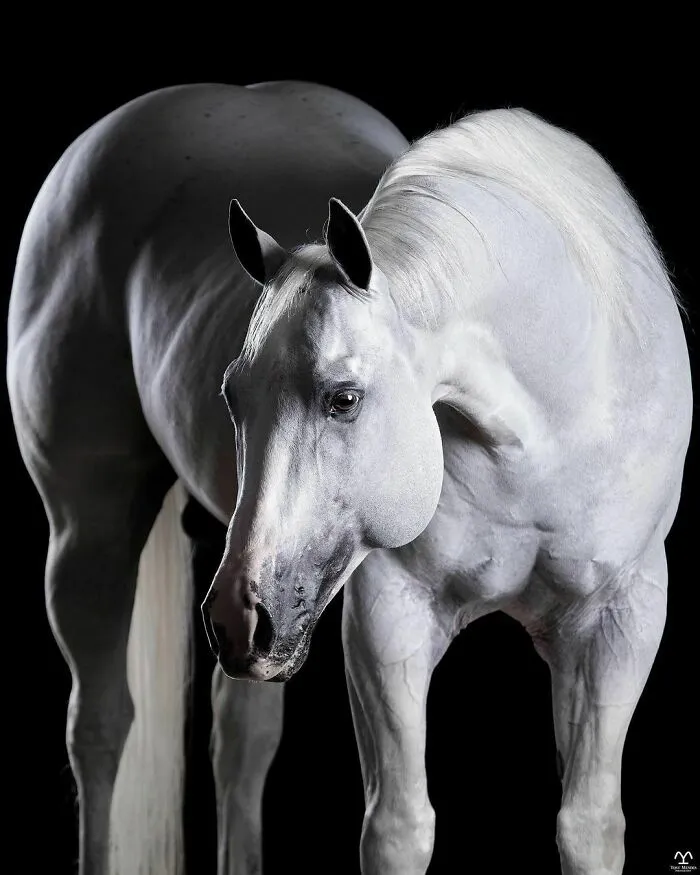 El hombre que susurraba a los caballos con su cámara de fotos: 30 impresionantes retratos equinos