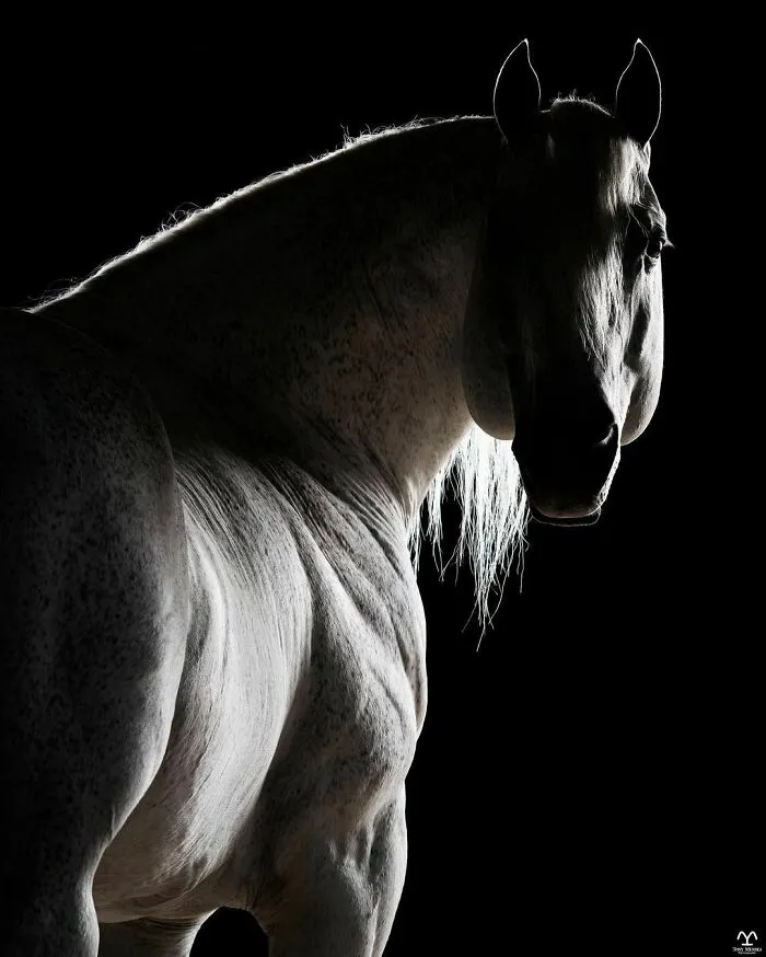 El hombre que susurraba a los caballos con su cámara de fotos: 30 impresionantes retratos equinos