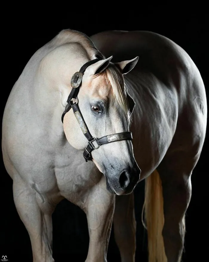 El hombre que susurraba a los caballos con su cámara de fotos: 30 impresionantes retratos equinos