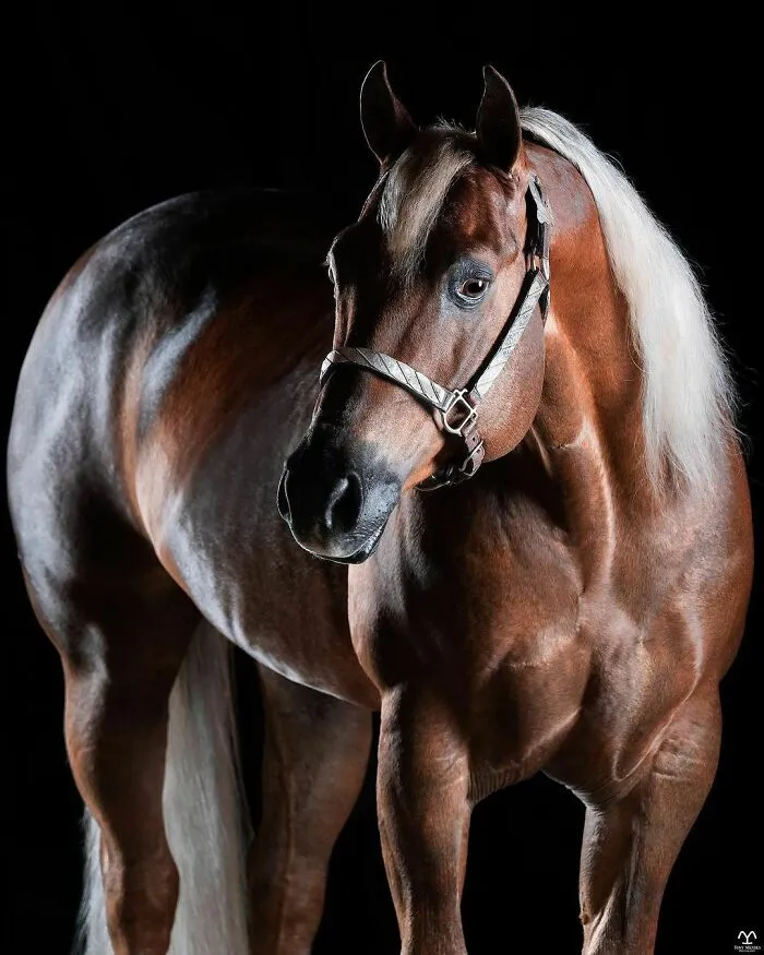 El hombre que susurraba a los caballos con su cámara de fotos: 30 impresionantes retratos equinos