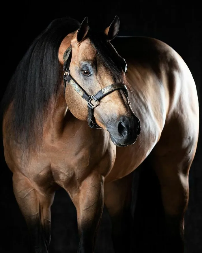 El hombre que susurraba a los caballos con su cámara de fotos: 30 impresionantes retratos equinos