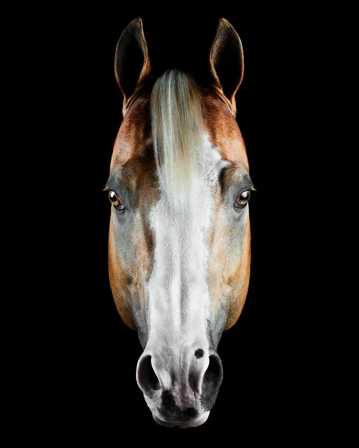 El hombre que susurraba a los caballos con su cámara de fotos: 30 impresionantes retratos equinos