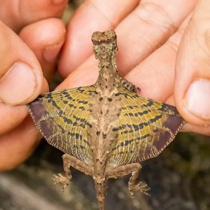 Los dragones voladores existen, y aquí puedes aprender más sobre ellos