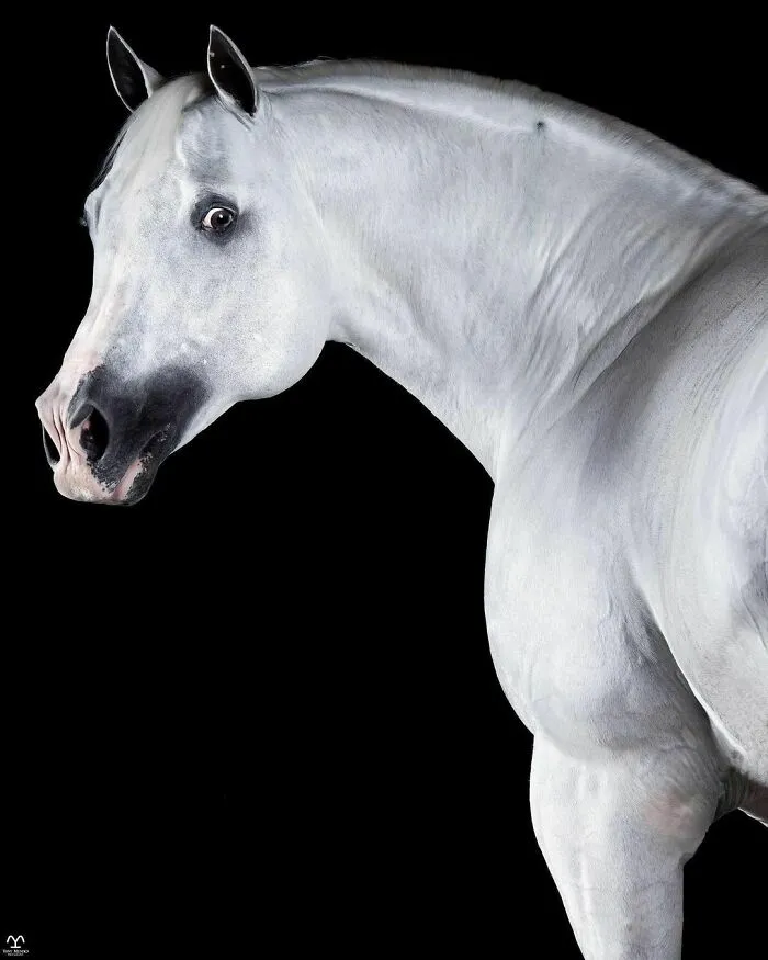 El hombre que susurraba a los caballos con su cámara de fotos: 30 impresionantes retratos equinos