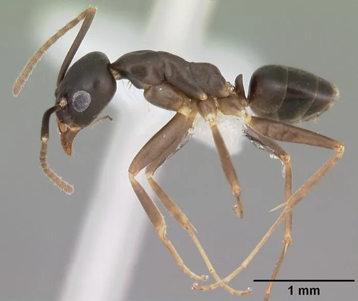 Hormiga Gracilidris