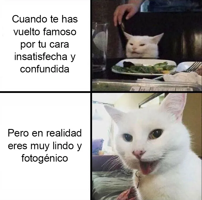 20 Memes muy respetables, divertidos y reconfortantes