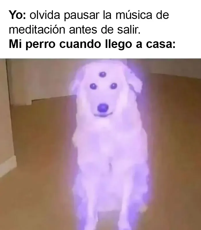 20 Memes muy respetables, divertidos y reconfortantes