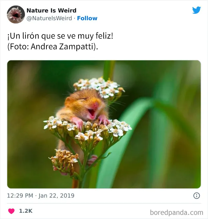 “La naturaleza es extraña”: 20 datos e imágenes muy interesantes compartidos en Twitter
