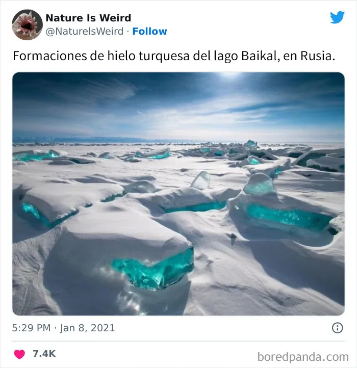 “La naturaleza es extraña”: 20 datos e imágenes muy interesantes compartidos en Twitter