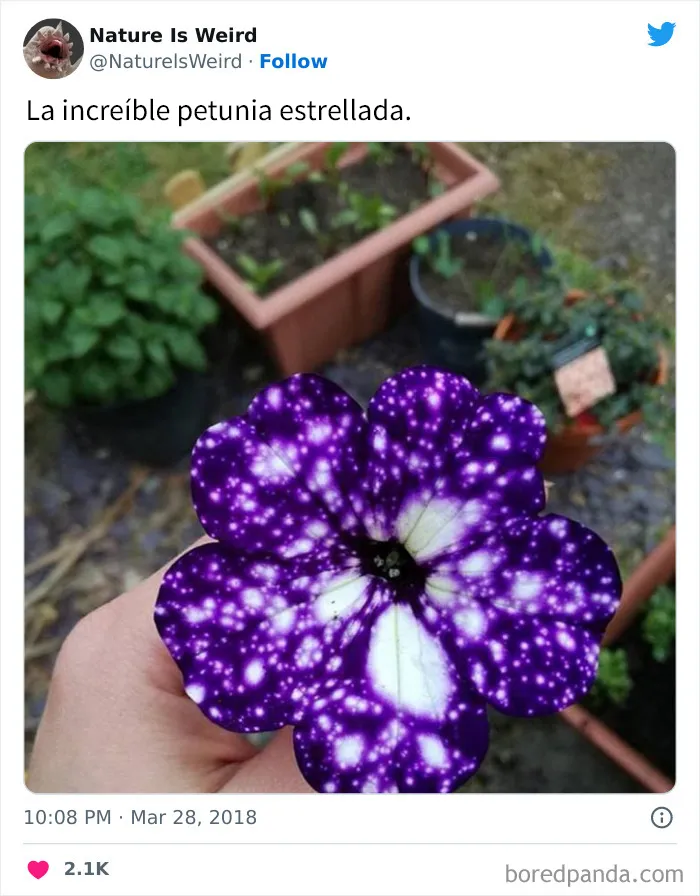“La naturaleza es extraña”: 20 datos e imágenes muy interesantes compartidos en Twitter