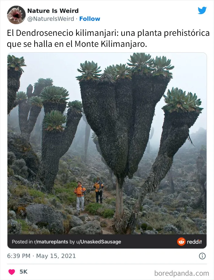 “La naturaleza es extraña”: 20 datos e imágenes muy interesantes compartidos en Twitter