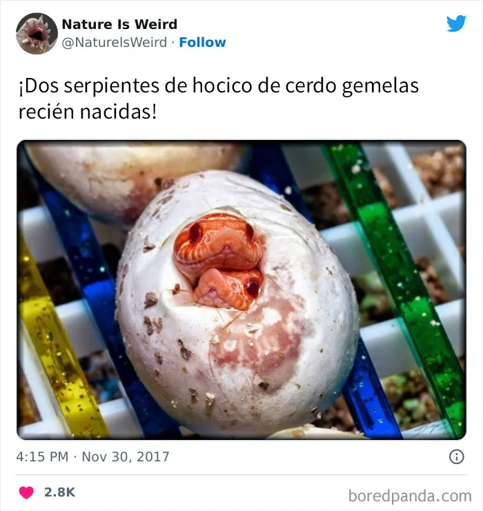 “La naturaleza es extraña”: 20 datos e imágenes muy interesantes compartidos en Twitter
