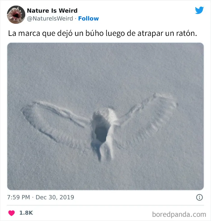 “La naturaleza es extraña”: 20 datos e imágenes muy interesantes compartidos en Twitter