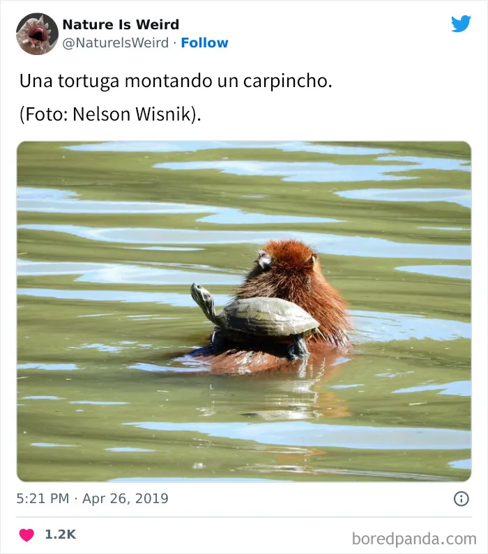 “La naturaleza es extraña”: 20 datos e imágenes muy interesantes compartidos en Twitter