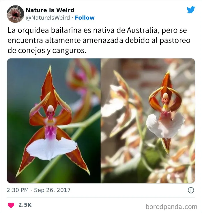 “La naturaleza es extraña”: 20 datos e imágenes muy interesantes compartidos en Twitter